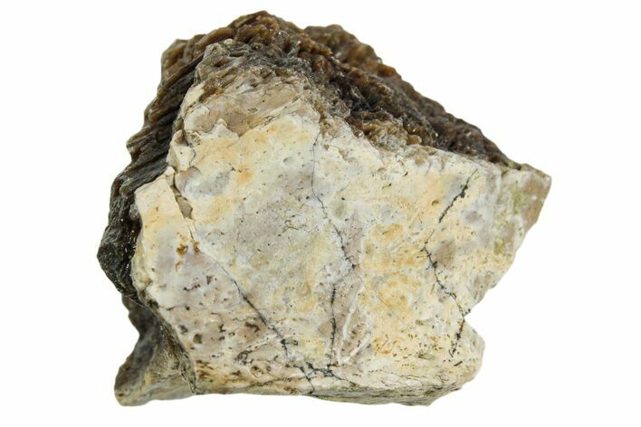 Fossil Tyrannosaur (T rex) Bone Section - Wyoming #352879